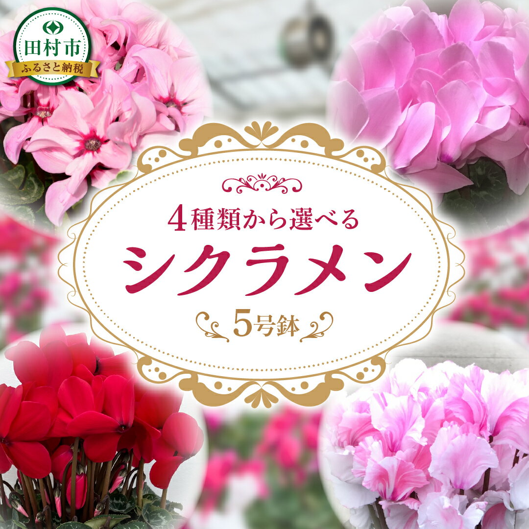 【ふるさと納税】 ＼4品種から選べる／ シクラメン 5号鉢 先行予約 12月より発送 シュトラウス ミルキーガール イリュージア ピーチ 贈答 ギフト ラッピング 花 フラワー 冬の花 季節の花 高品種 プレゼント 福島県 田村市 フローラハシモト