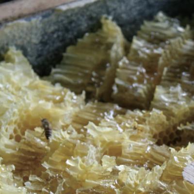 ふるさと納税 雲南市 天然日本ミツバチの「はちみつ」80ml×2　1セット |  | 03