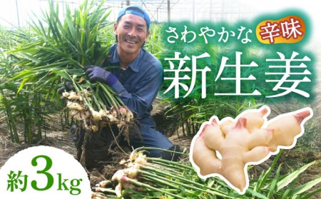 【2026年8月?発送】新しょうが 約3kg [SBS017] しょうが