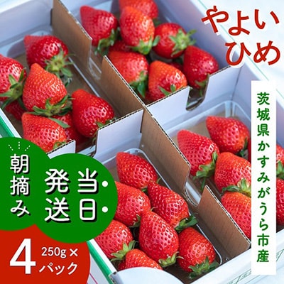 やよいひめ　朝摘み・当日発送　250g×4パック【配送不可地域：離島・沖縄県】