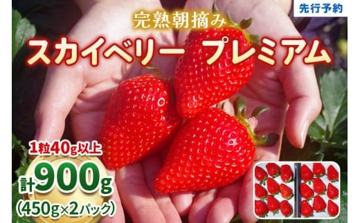 完熟朝摘みスカイベリー プレミアム 900g【2027年1月以降発送】ギフト 贈答 | いちご 苺 フルーツ 果物  澳原いちご農園 栃木県 矢板市