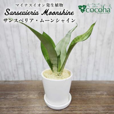ふるさと納税 糸島市 『サンスベリア・ムーンシャイン』糸島市/cocoha[AWB024]