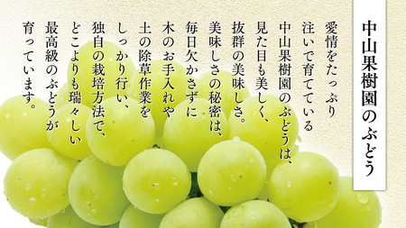 期間限定 ！ 筑西市産 シャインマスカット 2房 ぶどう ブドウ 葡萄 フルーツ 2025年産 [BW064ci] 