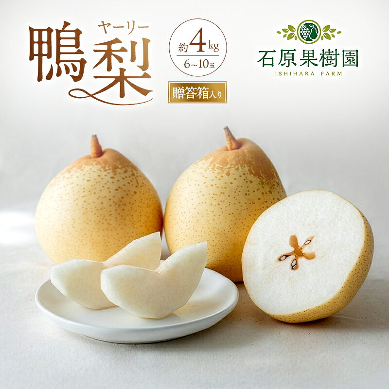 【ふるさと納税】梨 2026年 先行予約 鴨梨（ヤーリー）6〜10玉 約4kg 贈答箱【11月中旬〜12月下旬頃発送】 ナシ なし 岡山県産 国産 フルーツ 果物 ギフト 石原果樹園　お届け：2026年11月15日〜2026年12月24日
