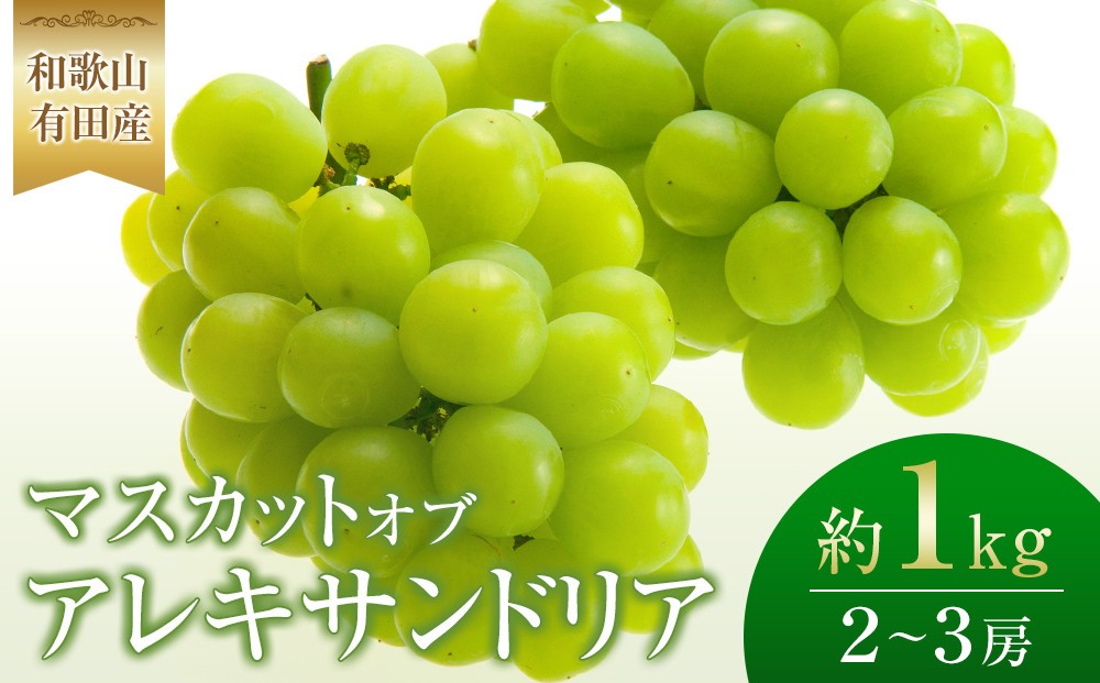 
            ［先行予約］和歌山 有田産 マスカットオブアレキサンドリア 約1kg 2～3房 ［2026年8月下旬より順次発送予定］
          