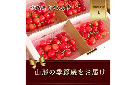 さくらんぼ 佐藤錦 200g×4パック Lサイズ【2024年6月発送】 FSY-1167