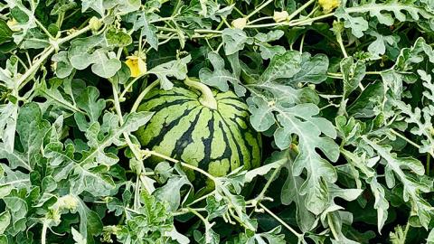 【訳あり】 際まで甘い こだまスイカ 愛娘 （１玉） 【2026年5月中旬より発送開始】 スイカ 西瓜 旬 旬の果実 旬のフルーツ くだもの 果実 フルーツ 夏 小玉スイカ 小玉 果物 美味しい [B