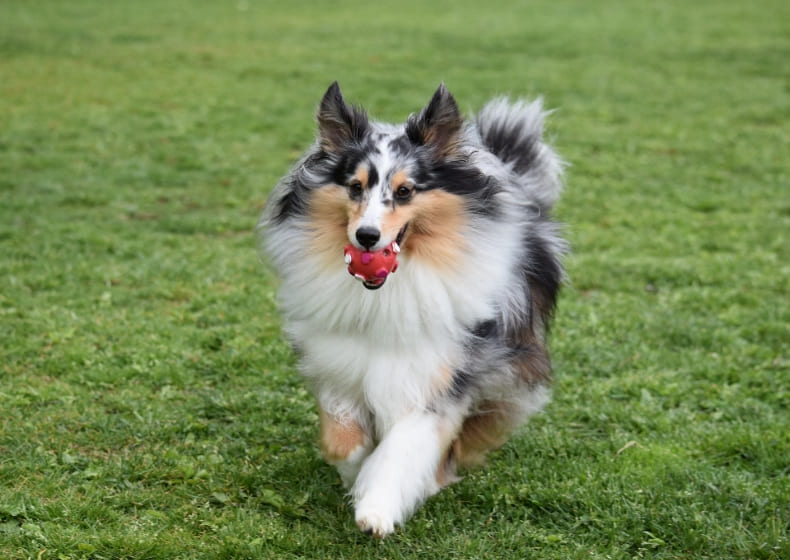 奈良県曽爾村ツーセブンのドッグラン貸切利用券 (20頭まで) /// ドッグラン チケット 貸切 貸し切り