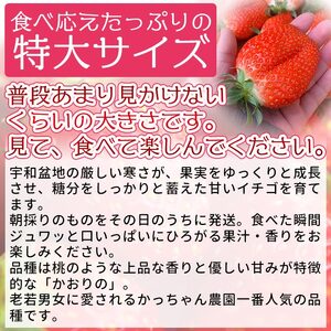 ＜農家厳選 新鮮朝採り 宇和いちご 特大サイズ おばけいちご 3箱（約1.8kg）＞ イチゴ 大粒 果物 フルーツ くだもの トロベリー かおりの 産地直送 旬 期間限定 数量限定 かんちゃん農園 愛