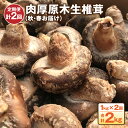 【ふるさと納税】 【定期便計2回】肉厚原木生椎茸 1kg （秋・春お届け） しいたけ きのこ 熊本県産 九州産 国産 送料無料