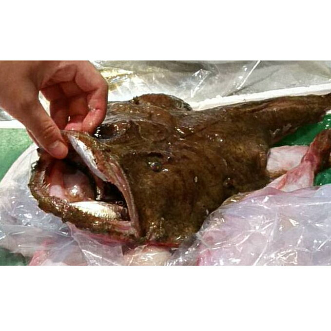 【ふるさと納税】鮮度抜群！魚屋のアンコウ 魚介類 鍋セット 海鮮鍋 切り身 1kg 新鮮 海鮮 アンコウ ギフト 冬 鍋 鍋セット海鮮鍋 myz02 myz11 myz17