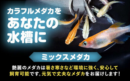【一部配送不可地域あり】 ミックスメダカ 10匹 愛西市 / 艶麗[AEDD006]