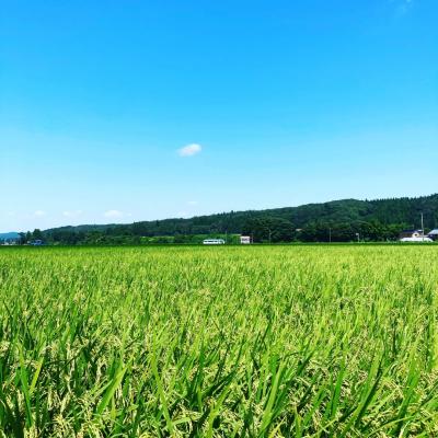 ふるさと納税 三条市 [定期便5kg×6か月]減農薬有機肥料栽培 新潟県産 ミルキークイーン 7分づき 【070S017】 |  | 03