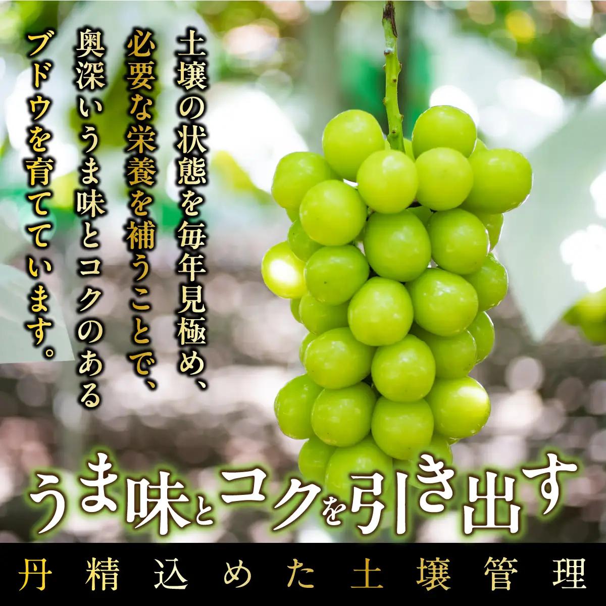 【2026年先行予約_7月上旬～発送】山梨県産早期出荷シャインマスカット １．０ｋｇ以上／箱 ２房入 ALPAK009｜ シャインマスカット