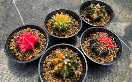 ギムノカリキウム ミハノビッチ 5株 Gymnocalycium mihanovichii 長与町/アグリューム[EAI224] 