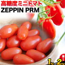 【ふるさと納税】ZEPPIN PRM(プレミアム) 選べる内容量 1kg 2kg 甘い トマト フルーツトマト ミニトマト 野菜 フルーツ ハウス フルーツ感覚 甘い おいしい《120日以内に出荷予定(土日祝除く)》