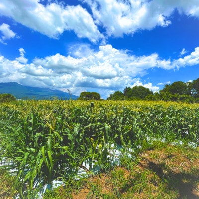 長野県浅間山麓　朝採れとうもろこし　約4kg～5kg(約8本～12本入り)【配送不可地域：離島・北海道・沖縄県】