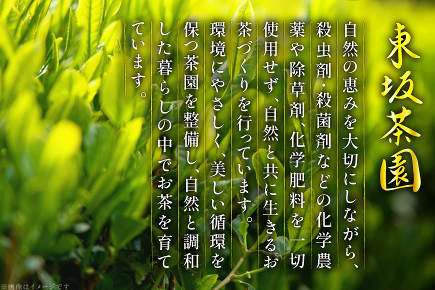 茶 茶葉 緑茶 九州 そのぎ茶 「郷山の茶」 80g×3袋入り [東坂茶園 長崎県 東彼杵町 hs42bag690004] お茶 茶 茶葉 銘茶 セット