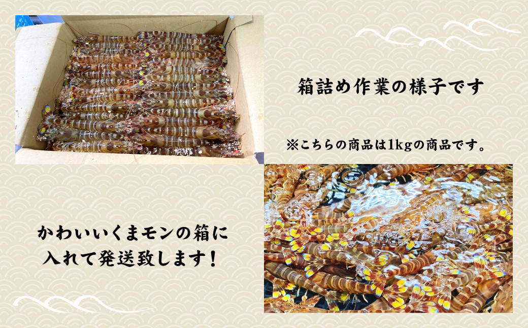 【配送日指定品】上天草産活き車海老 600g（約15～25尾）