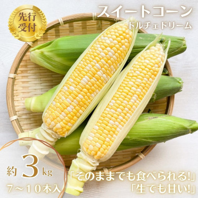 
            ＜先行受付2025年＞とうもろこし　ドルチェドリーム　約3.0kg　数量限定【1451276】
          