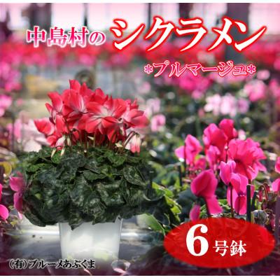 ふるさと納税 中島村 【先行予約】シクラメン6号鉢(プルマージュ)　ブルーメあぶくま
