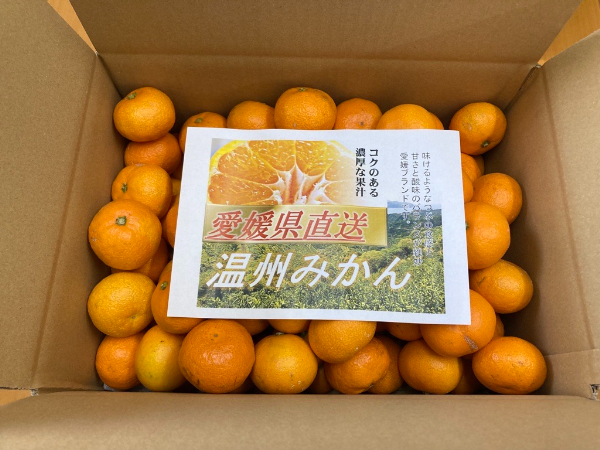 訳あり 温州みかん 5kg ご家庭用 人気 数量限定 先行予約 愛媛 みかん 柑橘 【2025年11月下旬以降順次発送】｜B149