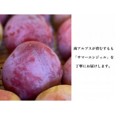 ふるさと納税 南アルプス市 【すもも・サマーエンジェル】一度は食べたい!栽培者1番人気! 約24玉(約3.6kg) |  | 01