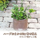 【ふるさと納税】ハーブ 寄せ植え 5種 ラウンド型 チョコ色 25cm 植物 インテリア ガーデン　【朝倉市】