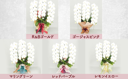 【選べるこだわり豪華ラッピング】赤平長持ち胡蝶蘭白花大輪3本立て (36輪以上) 胡蝶蘭 花 ギフト プレゼント お祝い 贈り物  インテリア 植物 マリングリーン