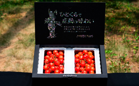 さくらんぼ 「佐藤錦」500g Lサイズ以上 山形産 FY25-027