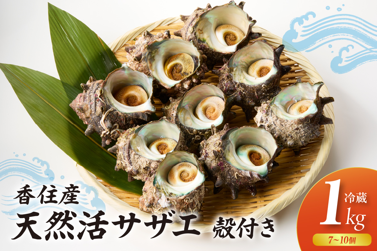 【サザエ 兵庫県香住産 新鮮 天然 活サザエ 1kg（7～10個）冷蔵】※発送目安：入金確認後、順次発送 香住で水揚げされた新鮮なサザエをお届けします。つぼ焼き、炊き込みご飯（サザエ飯）、酒の肴などに