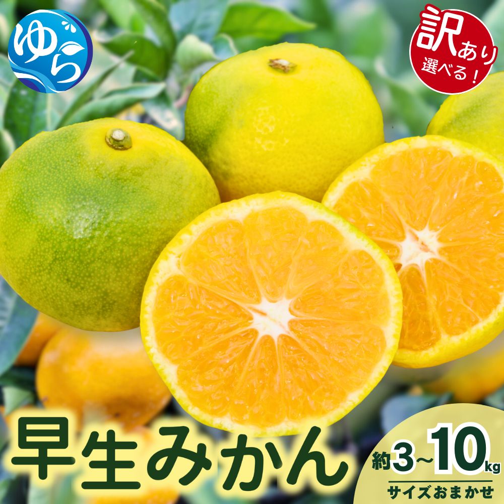 【ふるさと納税】 由良早生 みかん / 温州みかん 早生 甘い 訳あり 家庭用 和歌山 由良 3kg 5kg 10kg サイズお任せ ※2025年11月上旬頃から順次発送