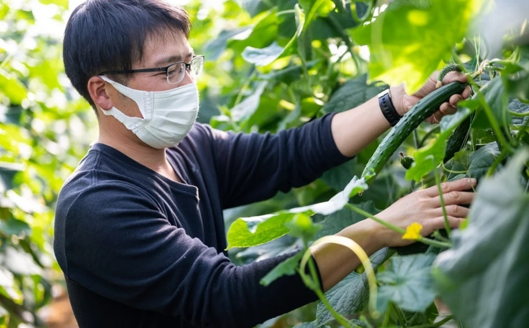トマト きゅうりセット 計約2kg | とまと キュウリ tomato 胡瓜 国産 野菜 野菜セット 旬の野菜 野菜詰め合わせ 詰め合わせ つめあわせ 旬 季節限定 産直 産地直送 新鮮 採れたて 獲