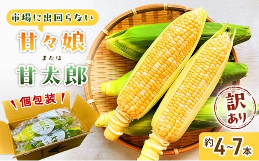 
                  【2027年6月中旬頃より順次発送】 訳あり とうもろこし 先行予約 甘々娘 または 甘太郎 約4本～7本 家庭用 テルもろこし 先端カット済 個包装 レンジ調理 レンチン 旬 冷蔵配送 静岡 浜松市【配送不可：離島】
                