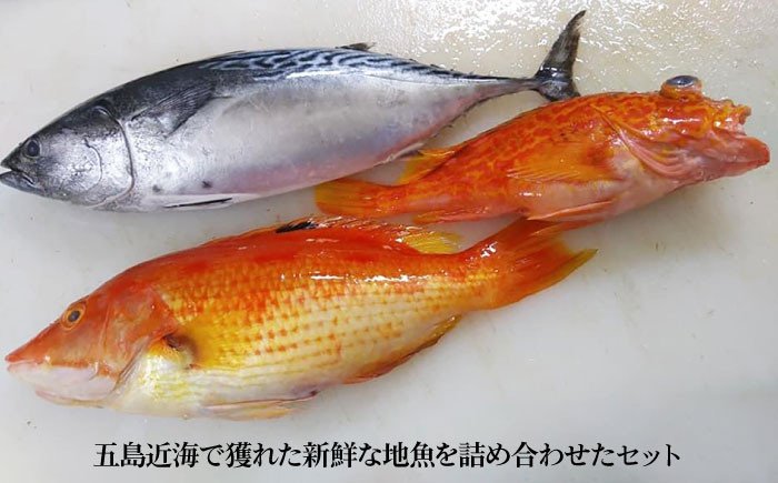 旬の地魚セット（エラ・内臓処理済）鮮魚 魚介 刺身 五島市 / 五島FF [PBJ010]