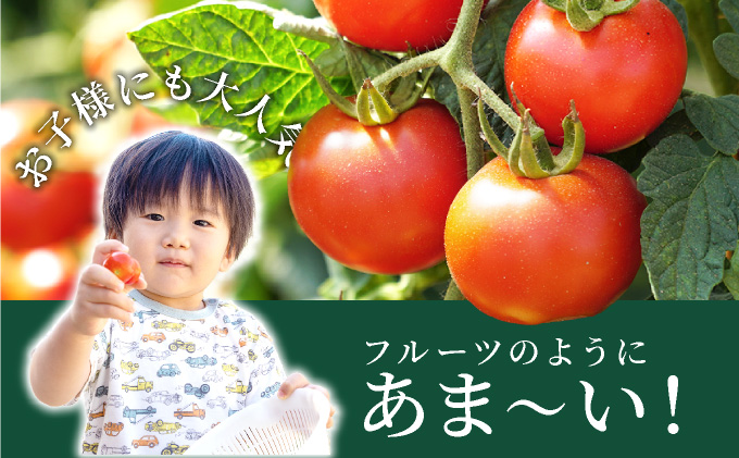 北海道伊達産 ミニトマト まゆか 3kg とまと 甘い 野菜 やさい 人気 新鮮 産地直送 農家直送 先行受付_イメージ4