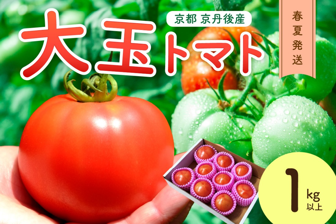 【先行予約】京丹後産 大玉トマト 1kg以上 春夏発送（2025年5月中旬～発送）　MY00008