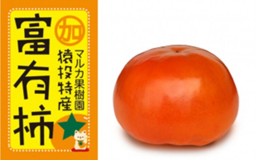 
                  ＜先行受付＞富有柿　約4.4kg【2026年11月上旬以降順次発送】| 柿 果物 フルーツ 先行予約 富有柿 マルカ果樹園 愛知県 豊田市
                