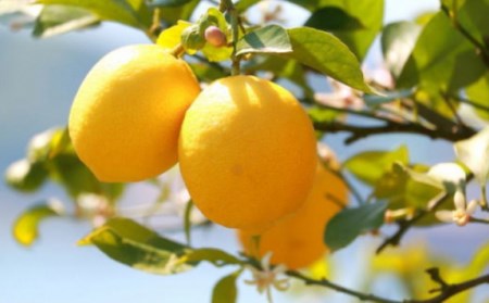 【産直】和歌山産レモン約3kg（サイズ混合） ※2024年3月中旬～5月下旬頃に順次発送予定