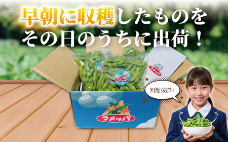 【2025年7月発送】湘南枝豆 1.5kg えだまめ 採れたて 国産 野菜 おつまみ 藤沢市 神奈川