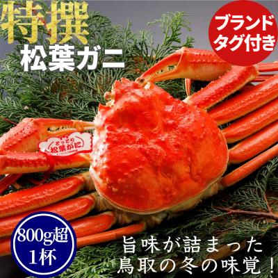 ふるさと納税 八頭町 【ボイル】特撰 松葉がに(タグ付き)800g超の大きいサイズ　特大1杯