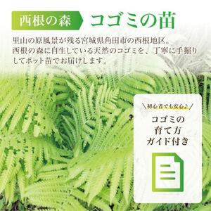 天然採取【西根の森】コゴミの苗 9本セット(ポット苗)国産山菜苗【1697540】