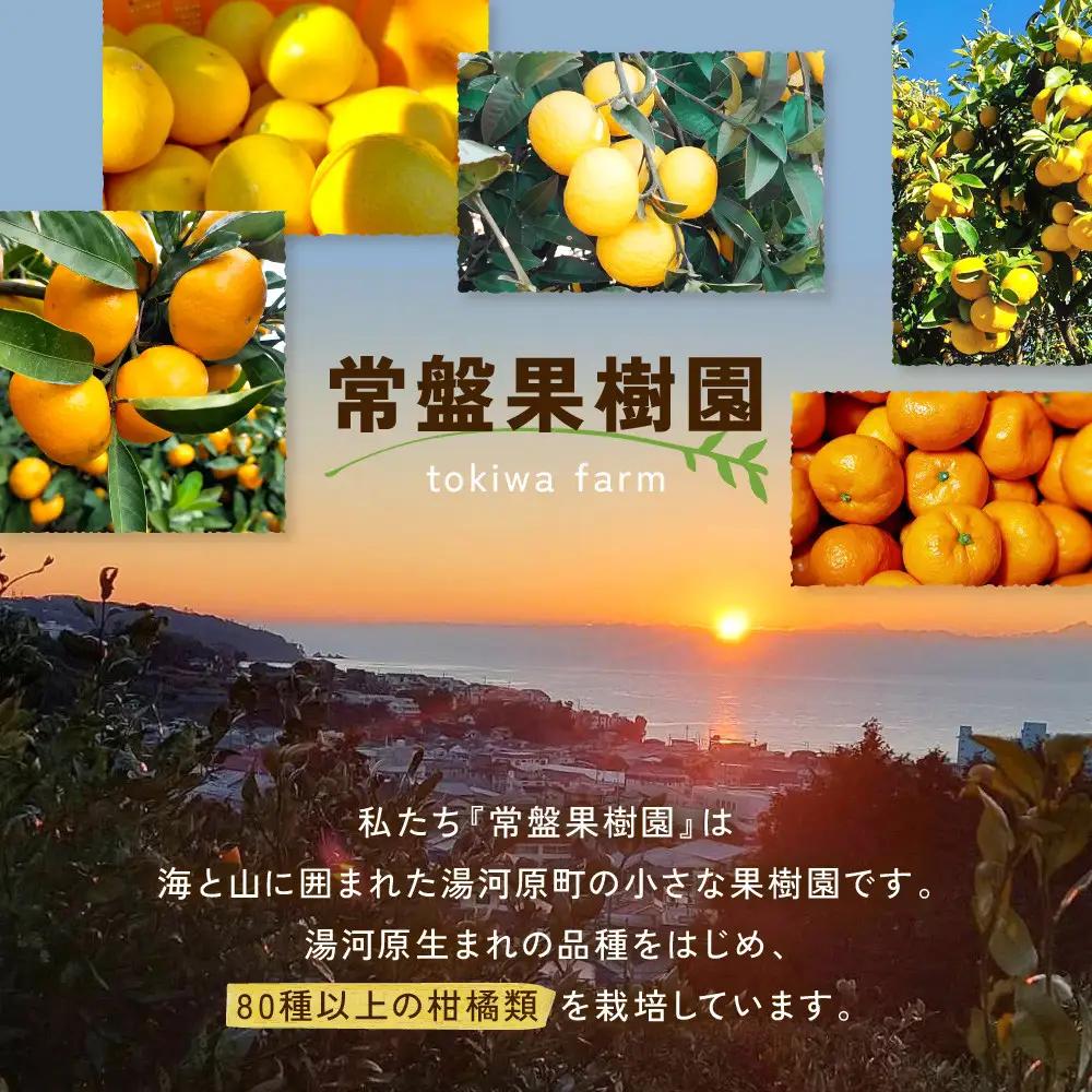 璃の香レモン(4kg)※11月中旬～順次発送 | 湯河原町 柑橘 旬 果物