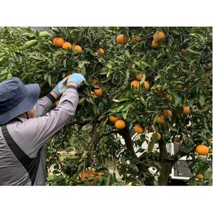 ともんちのみかん清見ジュース 720ml×3本(計2160ml)【E91-1】【1639242】