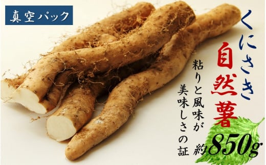 【先行予約】くにさきの自然薯 山芋 約850g（真空パック）_1192R