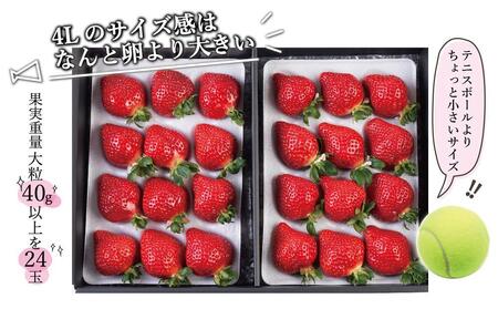 【出荷期間は1月～4月末】まるで宝石！希少な大粒サイズを2倍の量で！「完熟あまおう」4Lサイズ900g入り