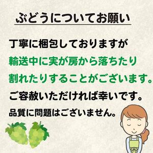 訳あり シャインマスカット 約 1kg  【 シャインマスカット 】