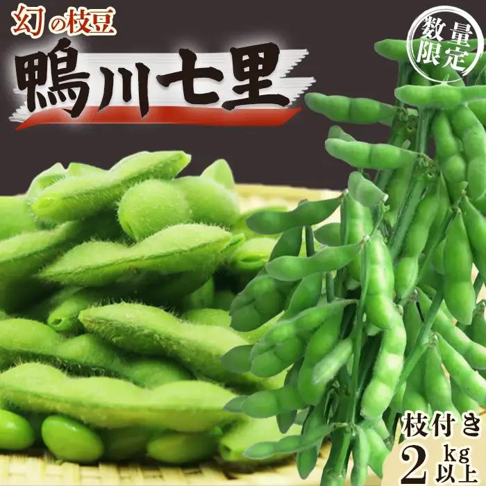 【幻の枝豆】十日限りの収穫！鴨川の伝統品種『鴨川七里』枝付き ２kg以上 《数量限定》《期間限定》《10月下旬一斉発送》えだまめ エダマメ 枝豆 在来種 極晩生 在来種 限定生産 農家直送 収穫したて 採れたて 枝付き枝豆 [貝渚七里会][0012-0082]