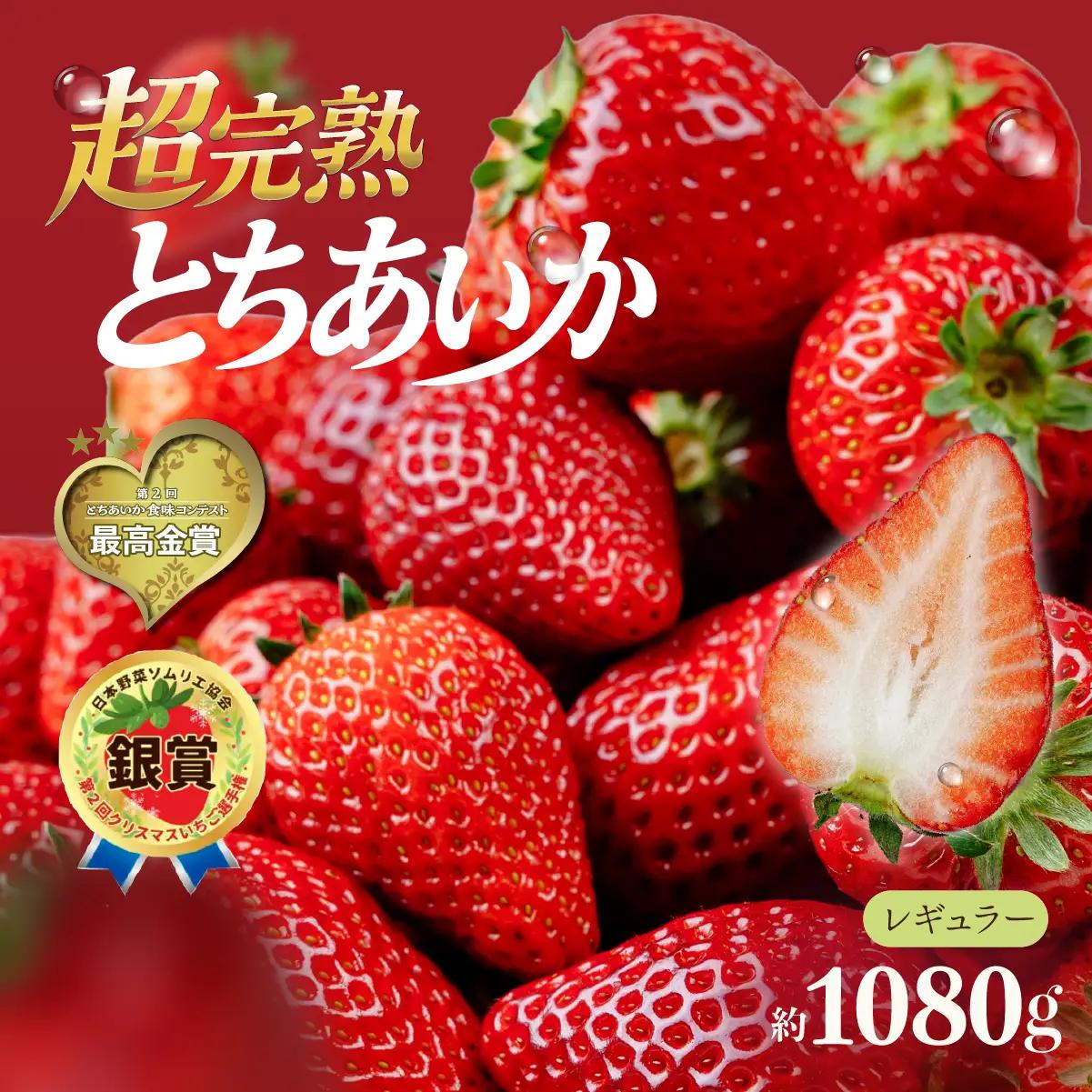 いちご【1月以降発送】朝採れとちあいか レギュラーサイズ 約270g × 4パック 合計1080g |イチゴ いちご