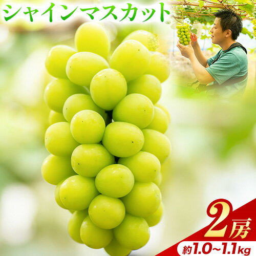 【ふるさと納税】完熟!極甘! シャインマスカット 約1.0〜1.1kg (2房) 優樹農園《8月中旬-9月上旬頃出荷》大阪府 羽曳野市 マスカット ぶどう 果物 フルーツ